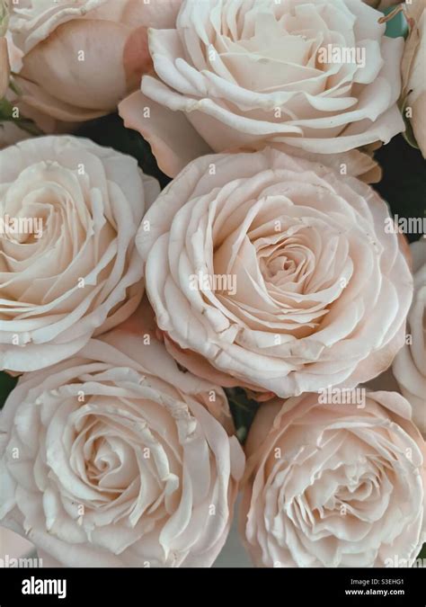 Pale pink roses pattern Stock Photo - Alamy