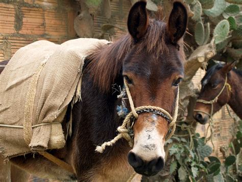 Mule Free Photo Download | FreeImages