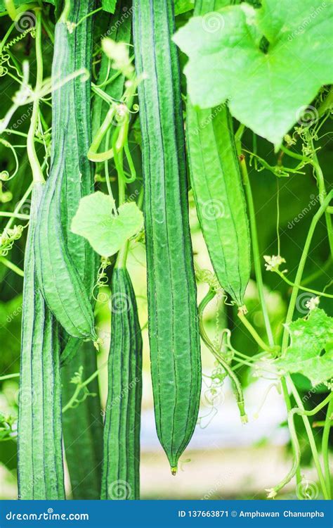 Luffa Acutangula Roxb Stock Images - Download 28 Royalty Free Photos