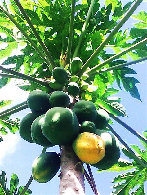 Papaya Tree Hawaii