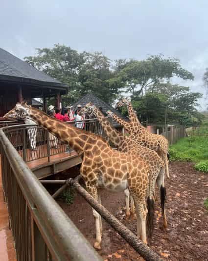 Karen Blixen Museum And Giraffe Center From Nairobi Tour Getyourguide