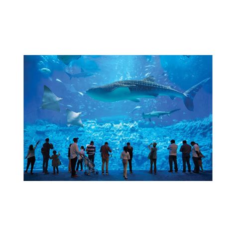 House Of Hampton Whale Shark At The Osaka Kaiyukan Aquarium Wayfair Co Uk