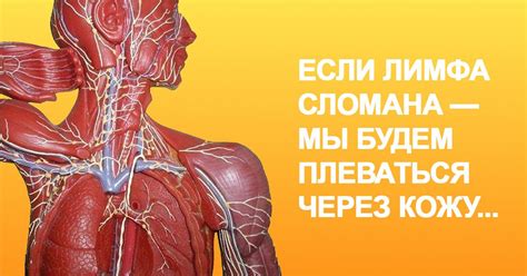 Очищение лимфы солодкой