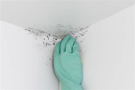 How To Clean Mold From Bathroom Ceilings Shelly Lighting