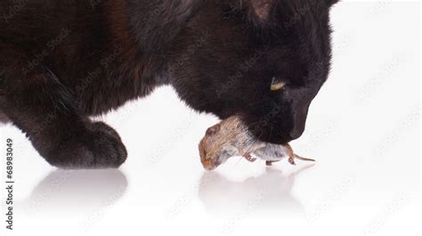 Black Cat Eating Mouse