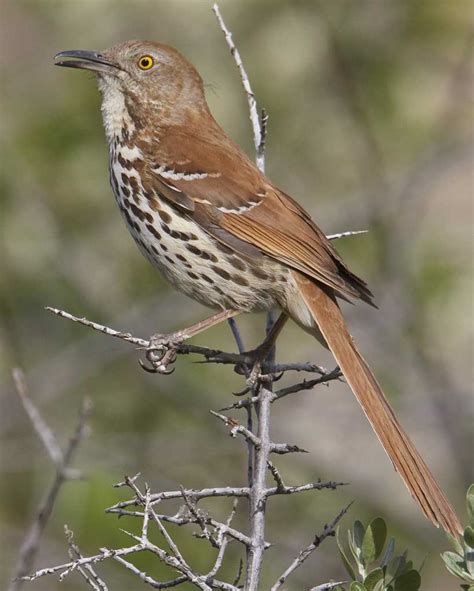 Brown Thrasher Wallpapers - Wallpaper Cave