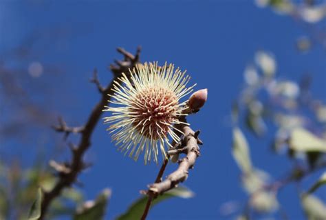 Hakea laurina | Growing + Care Guide Australia - AGT