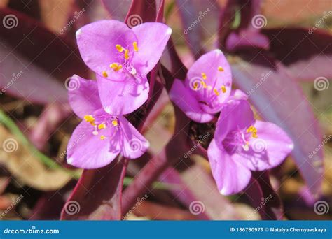 Tradescantia Pallida Flowers in the Garden Stock Image - Image of petal ...