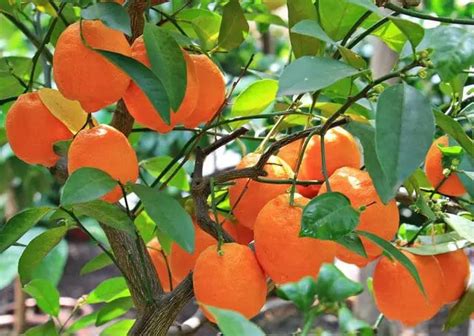 What Is The Best Fertilizer For Kumquat