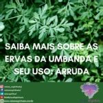 Saiba Mais Sobre As Ervas Da Umbanda E Seu Uso Aroeira