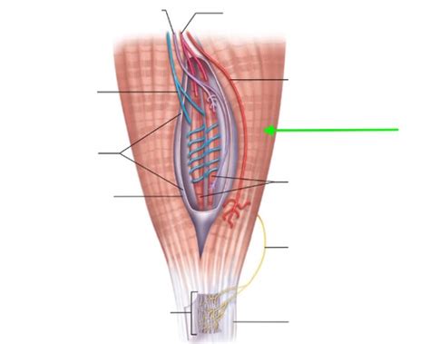 Adv Physiology Exam 3 Flashcards Quizlet