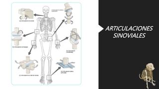 Biomecanica Y Anatomia De Articulaciones Final Pptx