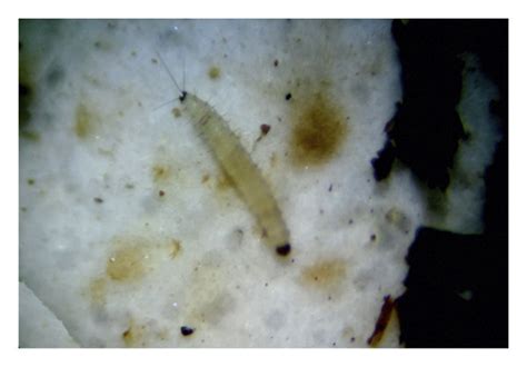 Life stages of Phlebotomus argentipes: (a) eggs, (b) L1 larva, (c) L2 ...