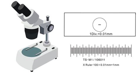 How To Calibrate A Microscope With A Stage Micrometer Biology Notes