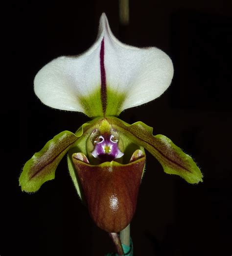 orchid |but orchids are very rare. | Pinterest - Orchid Natural Photo