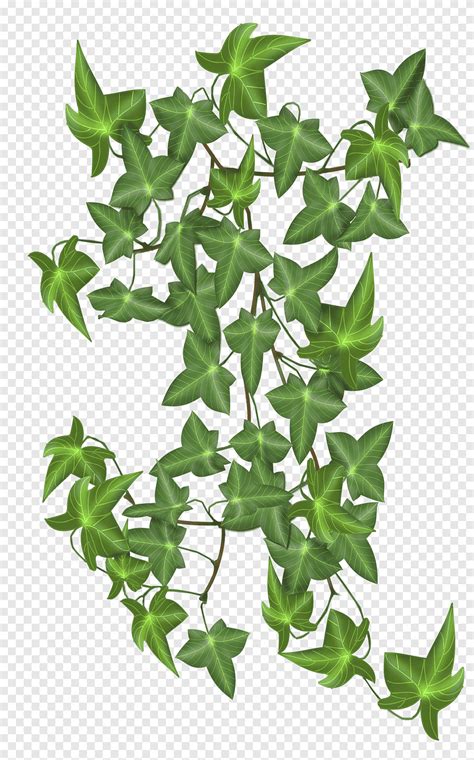 Hiedra Planta De Hojas Verdes Png PNGEgg