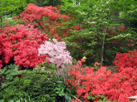 Top 12 Shade Loving plants for a Woodland Garden | Garden Pics and Tips