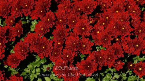 Plantfiles Pictures Chrysanthemum Garden Mum Florists Mum Meridian