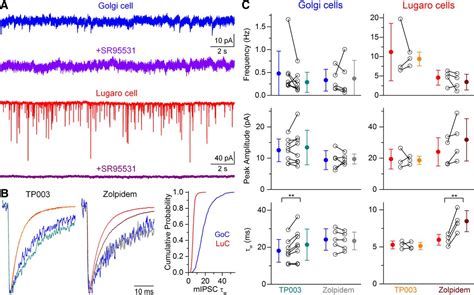 minority   inhibitory inputs  cerebellar golgi cells