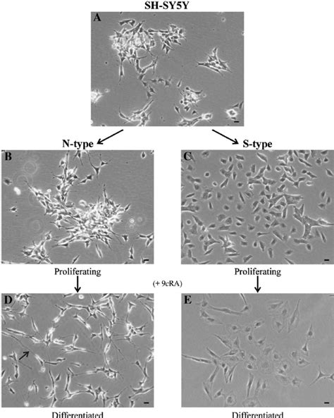 N And S Type Cell Populations Were Enriched From The Parental SH SY5Y