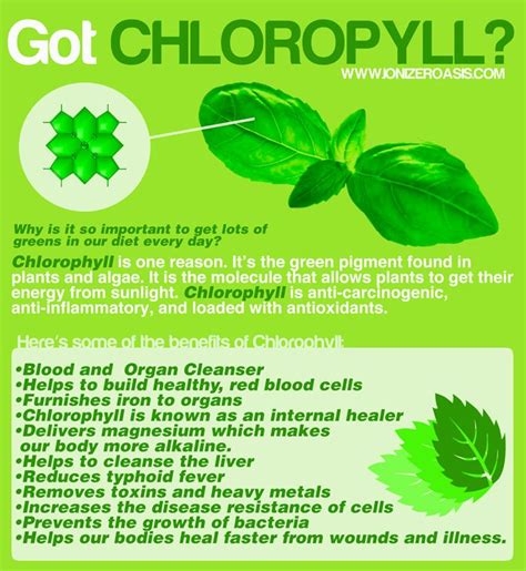 What Are Chlorophyll Benefits