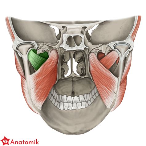 Mięśnie żucia - Anatomik.pl