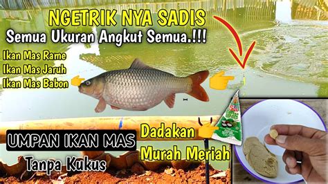 NgetrikNya Sadis Semua Ukuran Ikan Mas Angkut Semua Umpan Ikan Mas