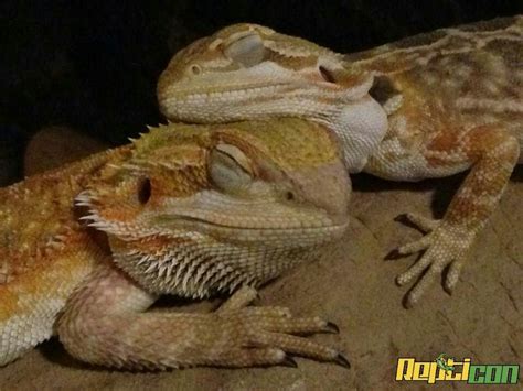 Baby Bearded Dragon Care - Dragon Bearded Things Chameleons Mammals ...