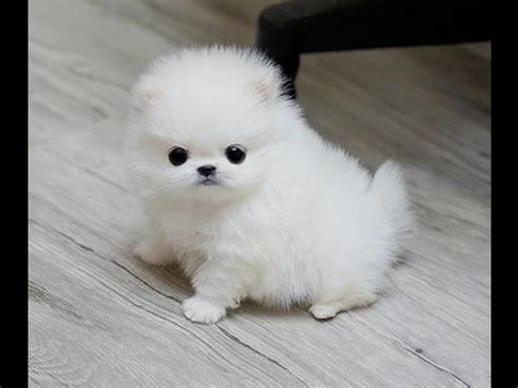 Pomeranian Toy Pom Puppies For Sale - Pets Lovers