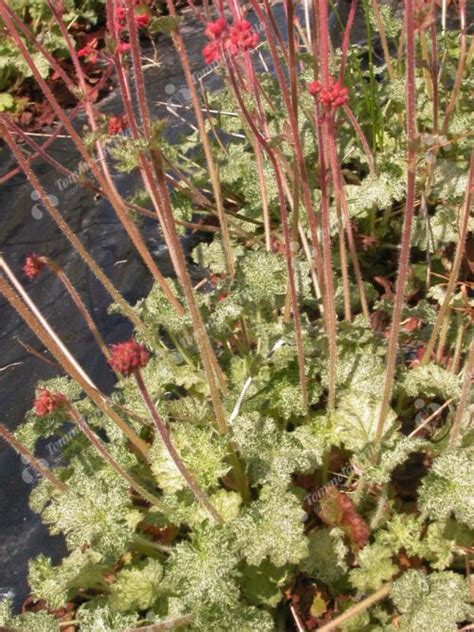 Heuchera Sanguinea Snow Angel Korallikeijunkukka Tommolan Tila