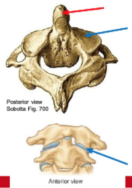 Regional Vertebra Axis C2 Diagram Quizlet