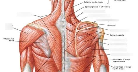 Posterior Upper Extremity Muscles Diagram Quizlet