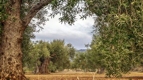 Tratamientos Para Evitar El Repilo Y La Tuberculosis Del Olivo