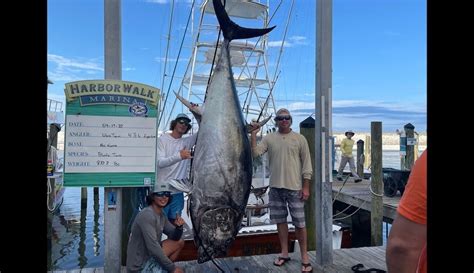 Bluefin Tuna Record Size