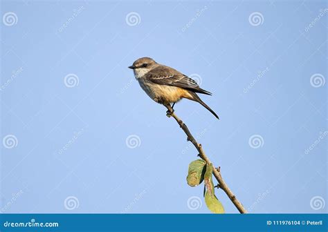 Female Vermilion Flycatcher Perched on a Branch Stock Photo - Image of ...