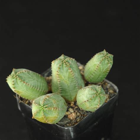 Euphorbia Obesa X Meloformis India S 1 Online Garden Store Buy