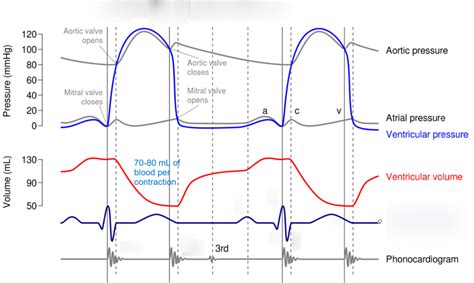 Mod Ch Heart Ecg And Cardia Cycle Diagram Quizlet