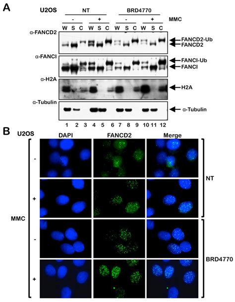 The Hmti Brd Induces Fancd Chromatin Localization And Nuclear Foci