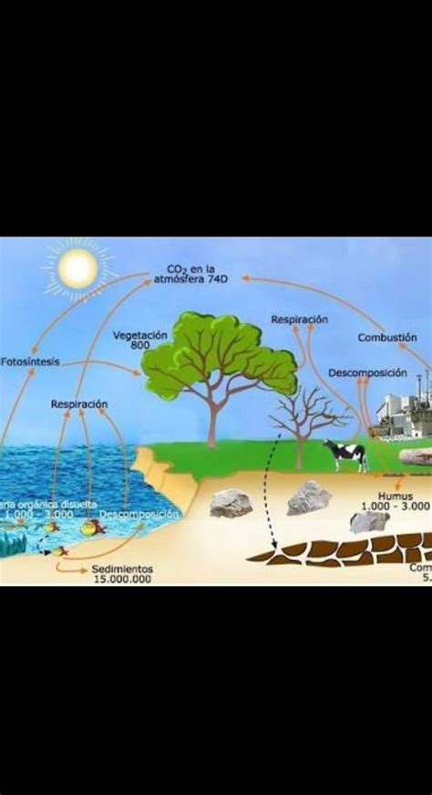 Hola Este Que Son Los Ciclos Biogeoquímicos Como Contribuyen Al