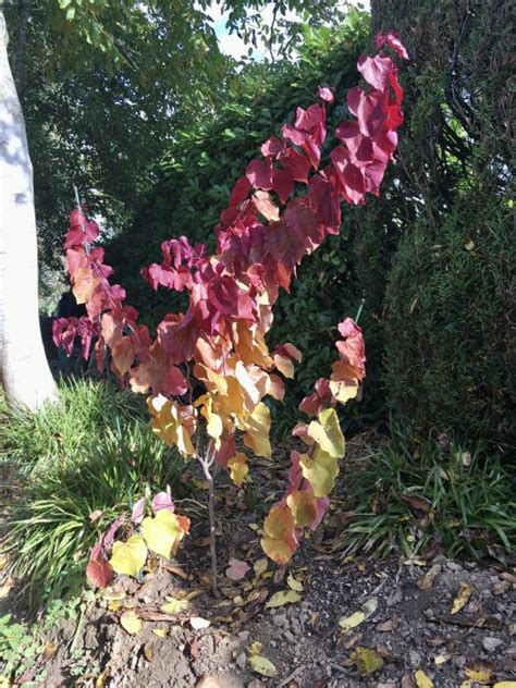 Cercis Canadensis Eternal Flame