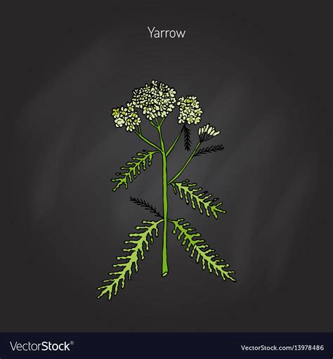 Achillea Millefolium Or Yarrow Medicinal Plant Vector Image