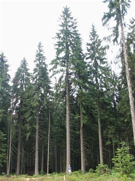 Świerk pospolity (Picea abies) ang. Norway Spruce