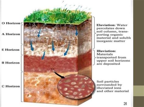 Processes involved in soil formation