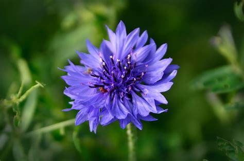 Guía Definitiva De Tipos De Flores Y Sus Características Desde Su