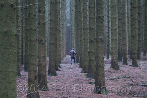 Ardennes-like Forest in Northeast US