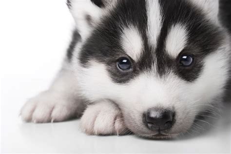 General Health Information For Your Husky Dog - Ultimate Pet Nutrition