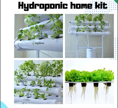 Hydroponic Home kit – SK Organic Farms