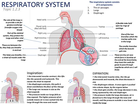 Respiratory System 124 Poster Presentation In Gcse Physical Education