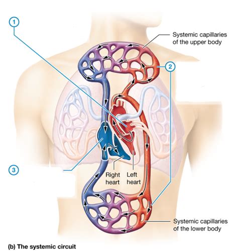 The Systemic Circuit Diagram Diagram Quizlet