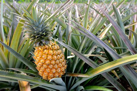 25th Annual Lanai Pineapple Festival - Lanai 96763